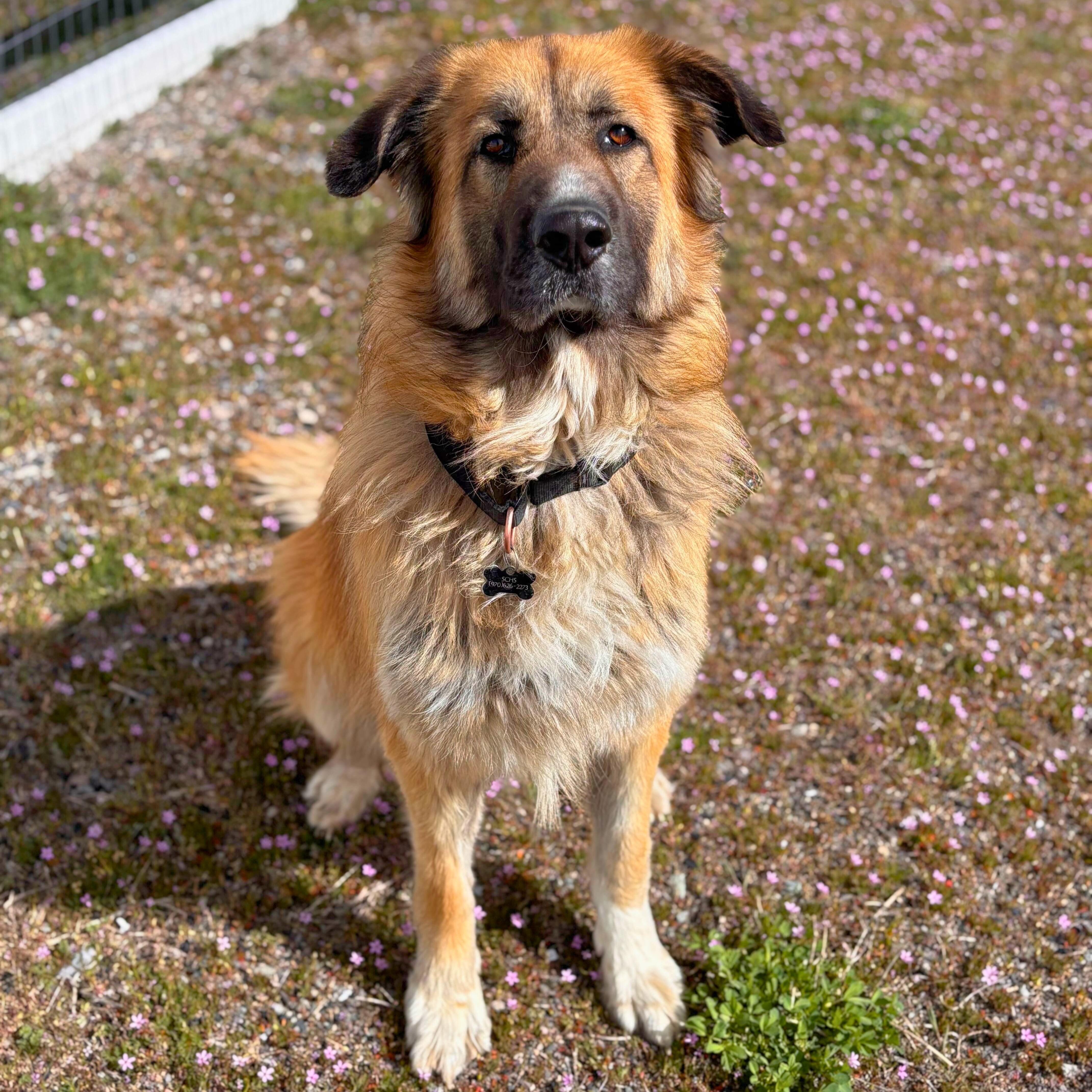 Enlarge Osa, a Adoptable mixed breed in Ridgway, CO image 4/6