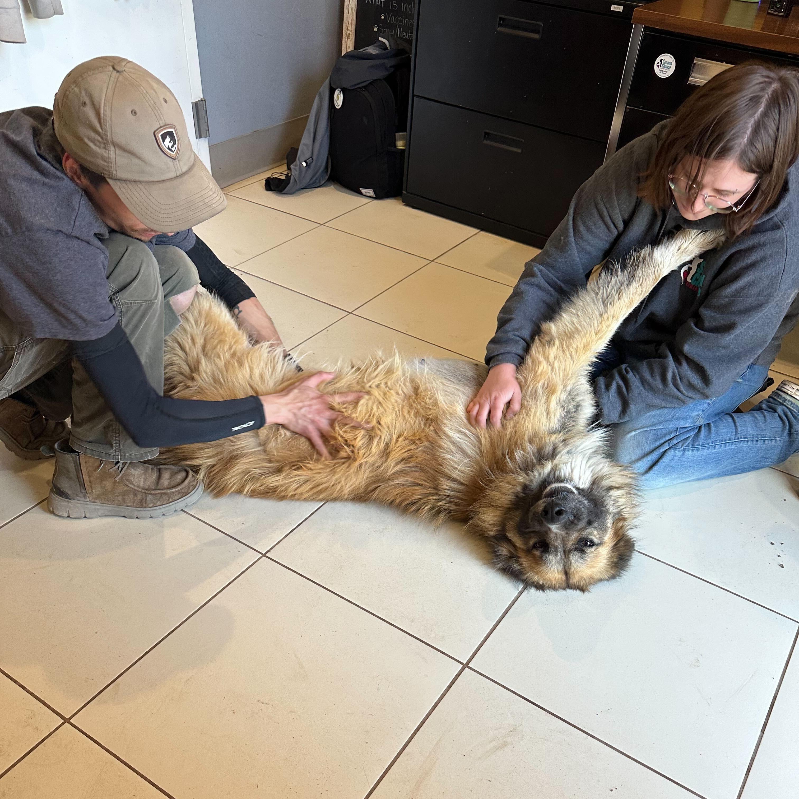 Enlarge Osa, a Adoptable mixed breed in Ridgway, CO image 6/6