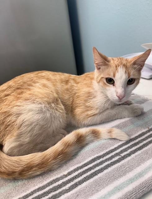 Cinnamon, adoptable, Young Male Domestic Short Hair.