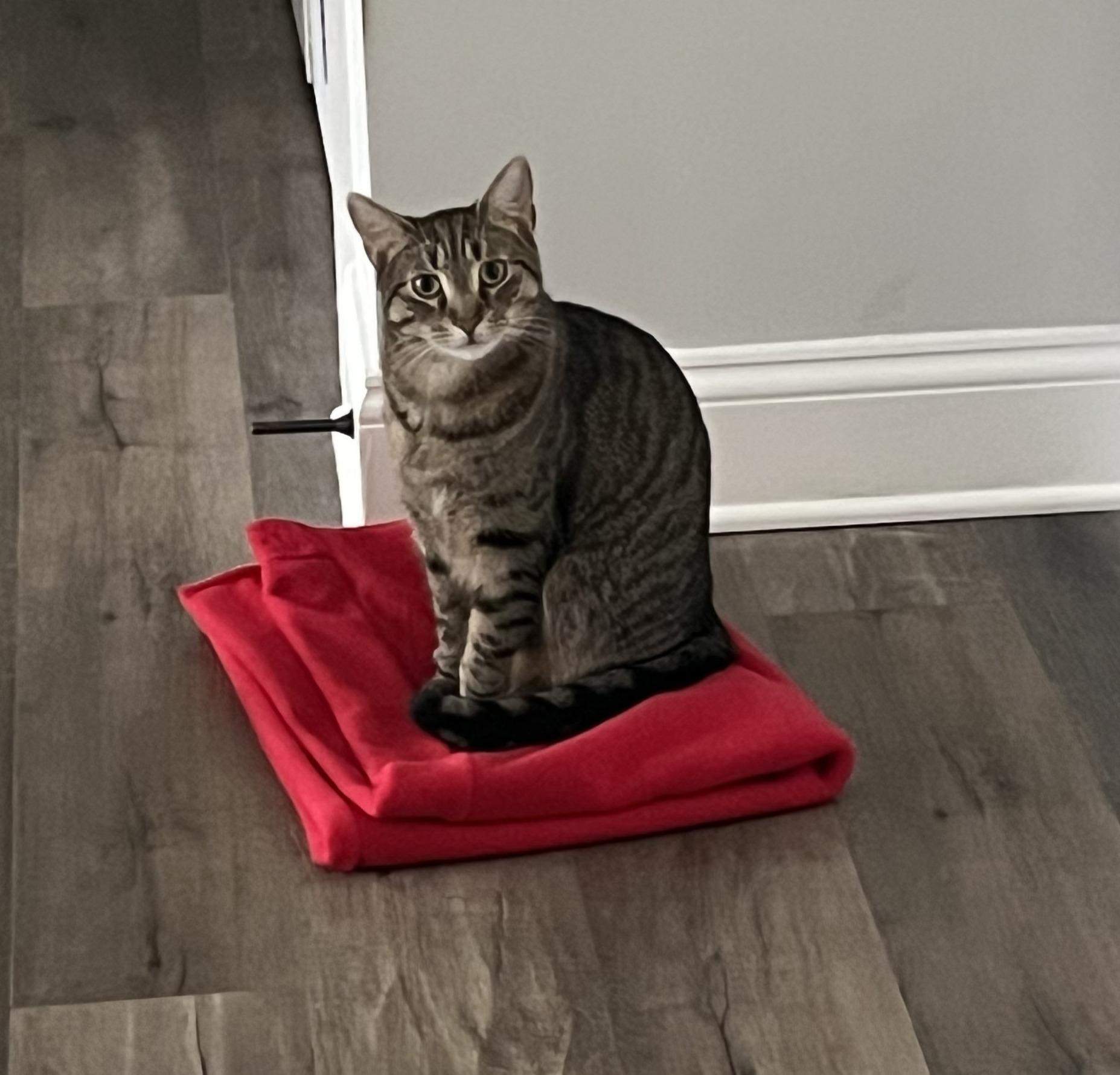 Harley, Adoptable, Young Male Domestic Short Hair.