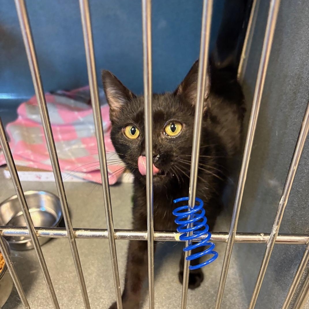 Jingle, ADOPTABLE, Kitten Male Domestic Short Hair.