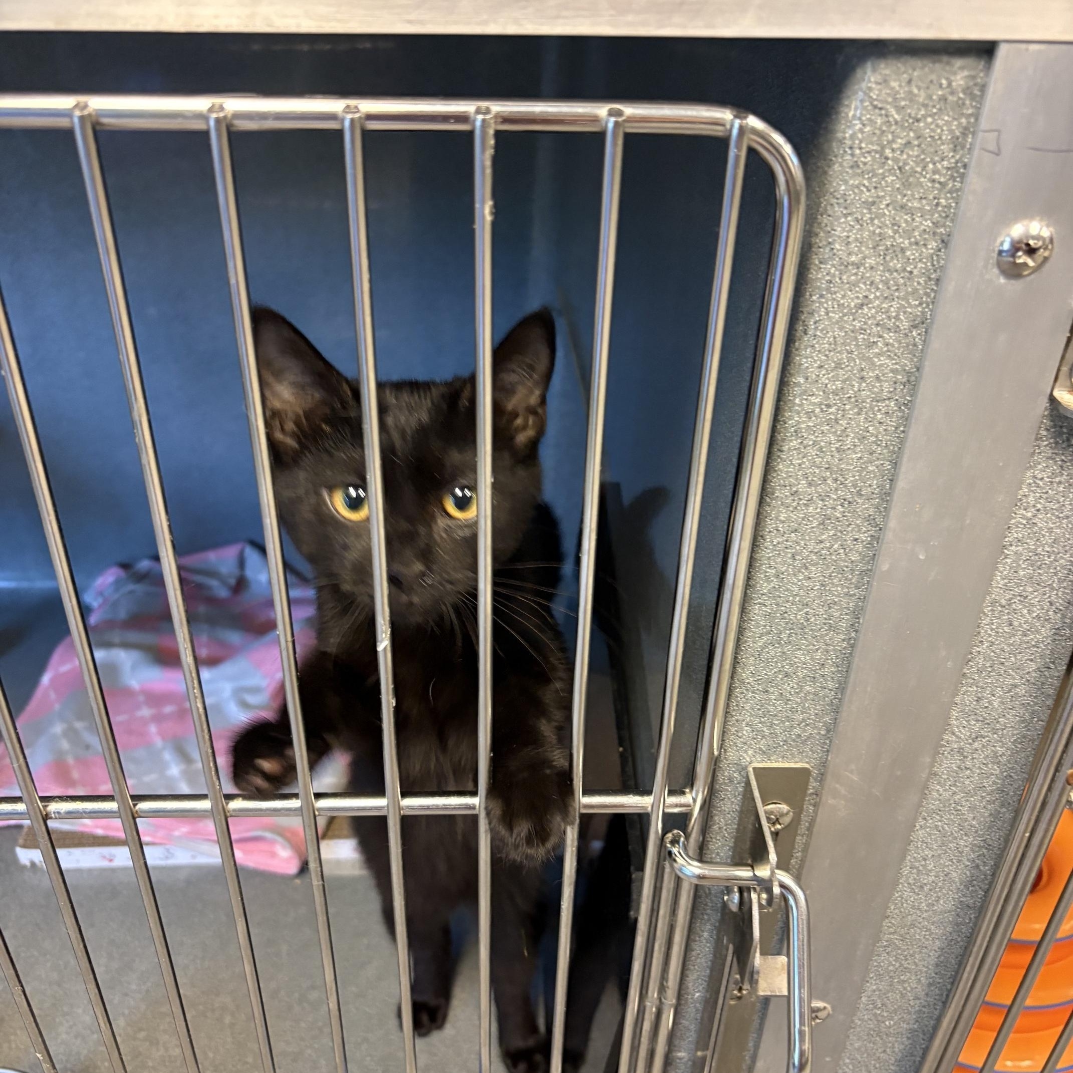 Enlarge Jingle, a ADOPTABLE Domestic Short Hair in Oberlin, OH image 2/4