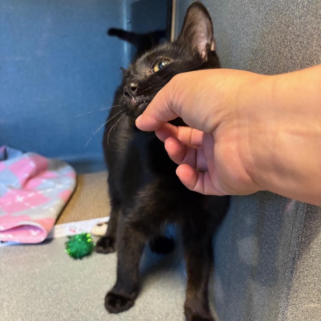 Enlarge Jingle, a ADOPTABLE Domestic Short Hair in Oberlin, OH image 3/4