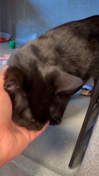 Enlarge Jingle, a ADOPTABLE Domestic Short Hair in Oberlin, OH video 4/4