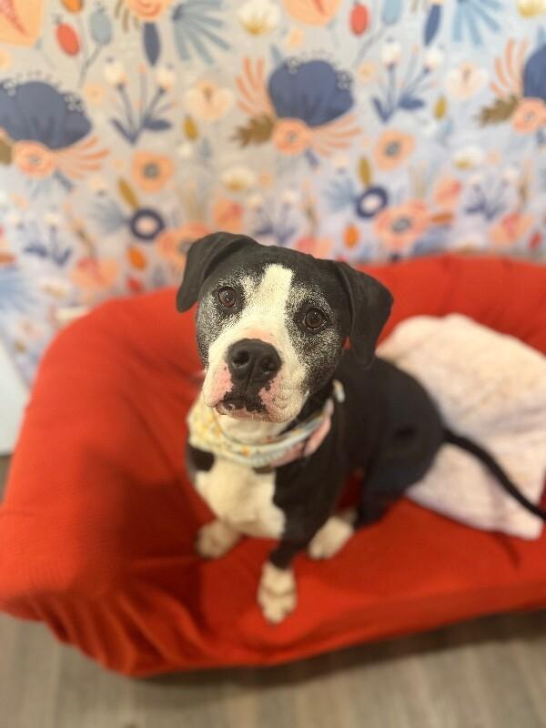 Hope loves all the treats — thumbnail 3