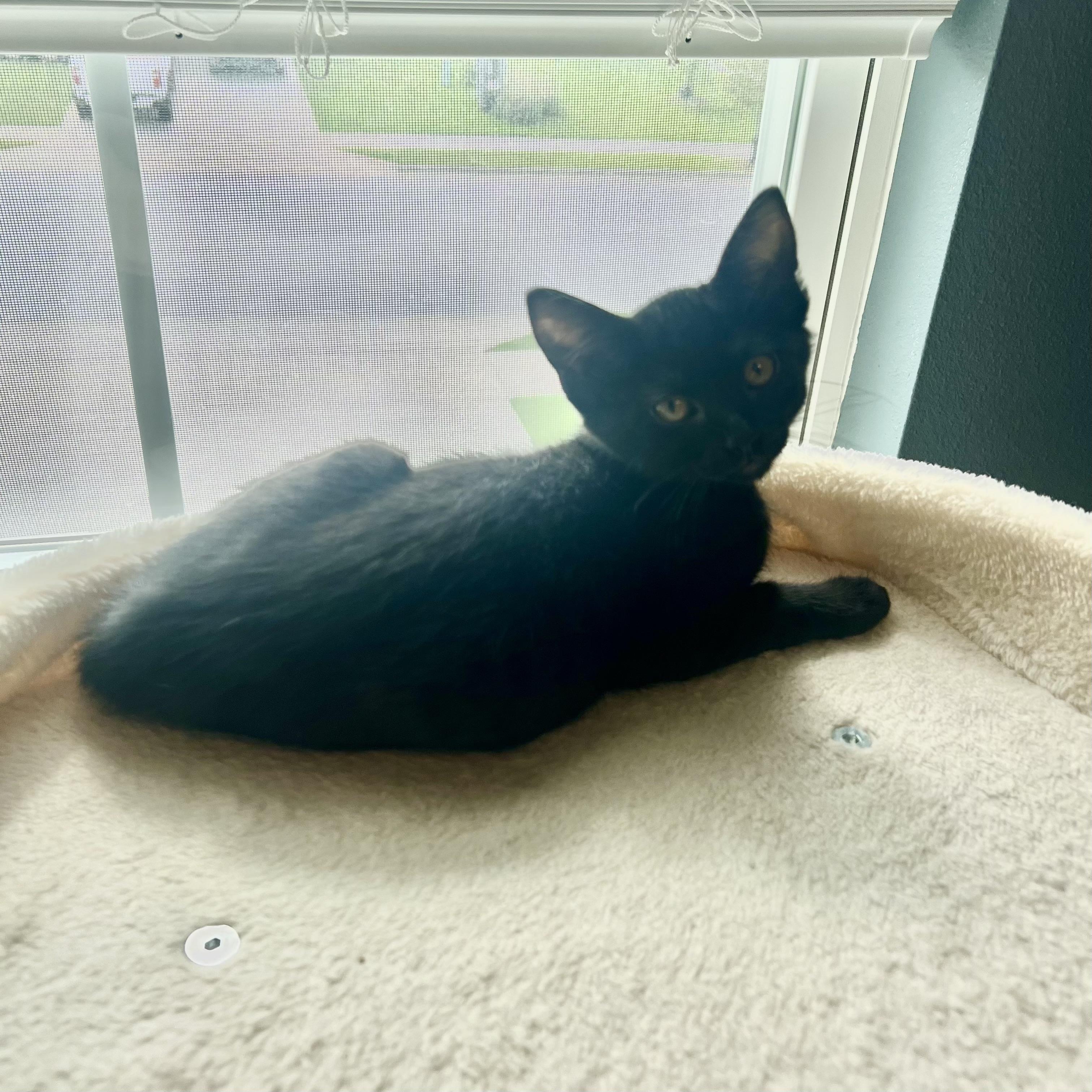 Enlarge Vader, an adopted Domestic Short Hair in Bentonville, AR image 1/1