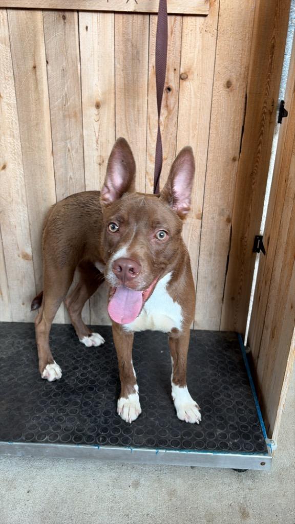 Enlarge Winston, a Adoptable Staffordshire Bull Terrier in Missouri City, TX image 1/1