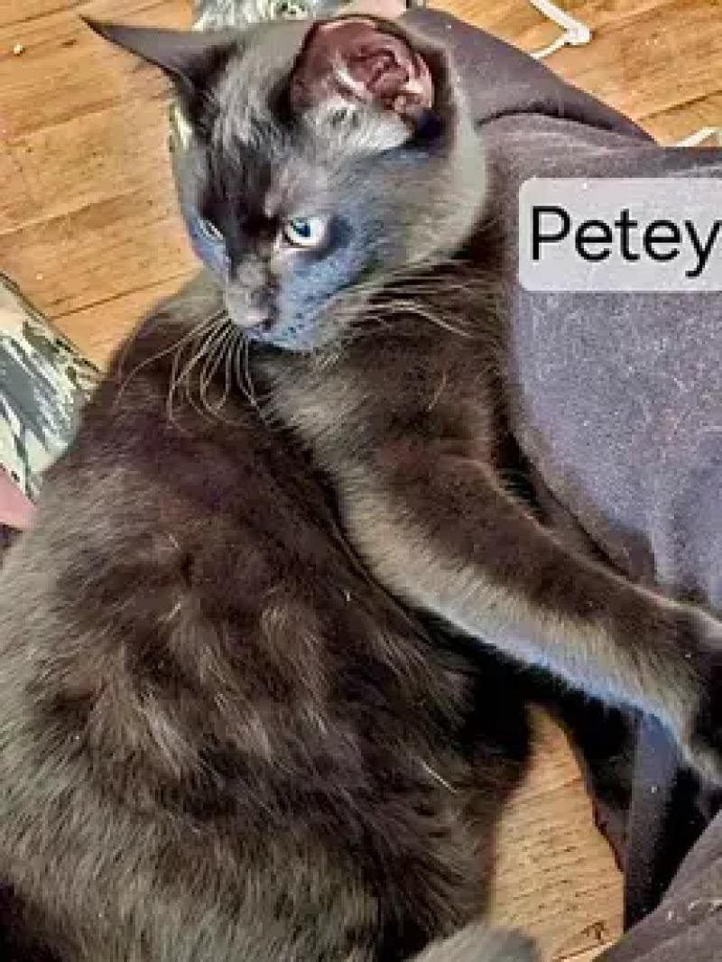 Enlarge Petey, a Adoptable Domestic Short Hair in North Babylon, NY image 4/4