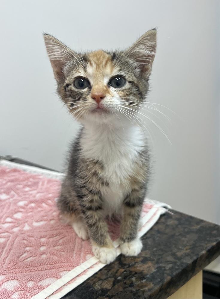 Lassie, Adopted, Kitten Female Domestic Short Hair & Calico.