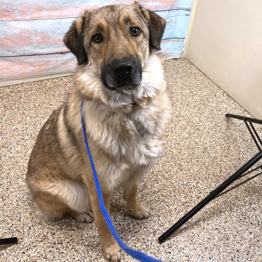 Oryan, Adoptable, Adult Male Mixed Breed.