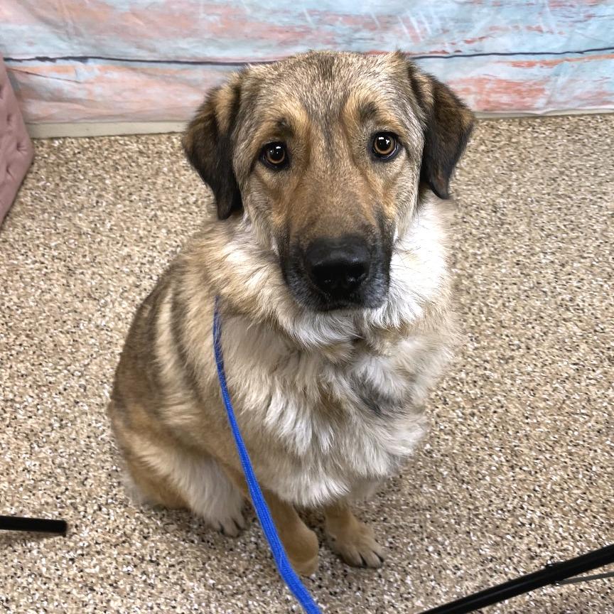 Oryan, a Adoptable Mixed Breed in Cheyenne, WY image 2/2