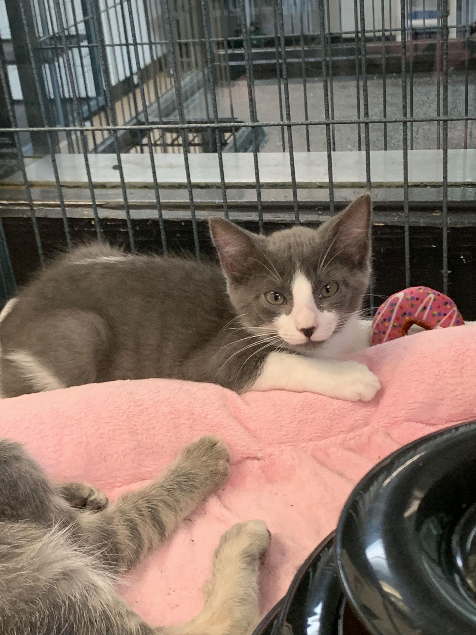 Saltine, Adoptable, Kitten Male Domestic Short Hair.