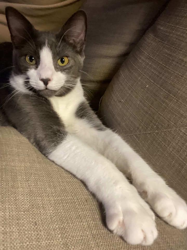 Enlarge Saltine, a Adopted Domestic Short Hair in Sanford, FL image 1/3