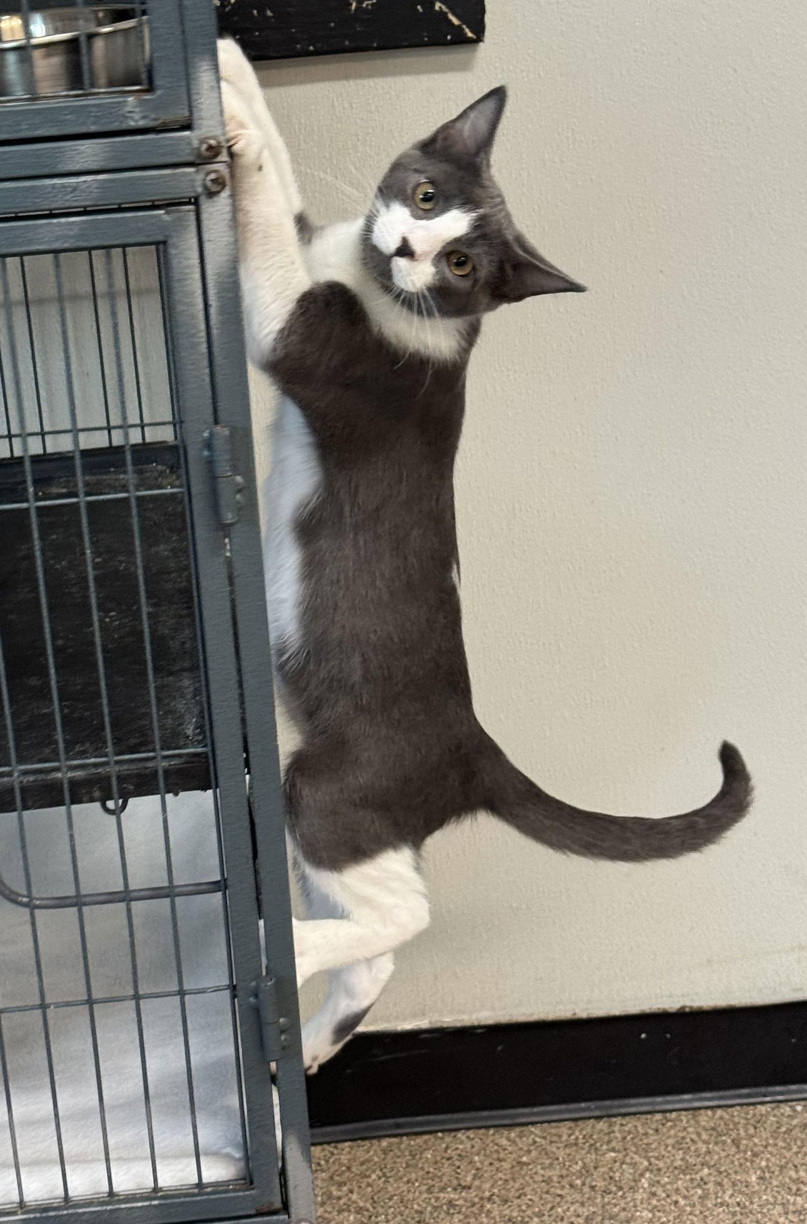 Enlarge Saltine, a Adoptable Domestic Short Hair image 2/3