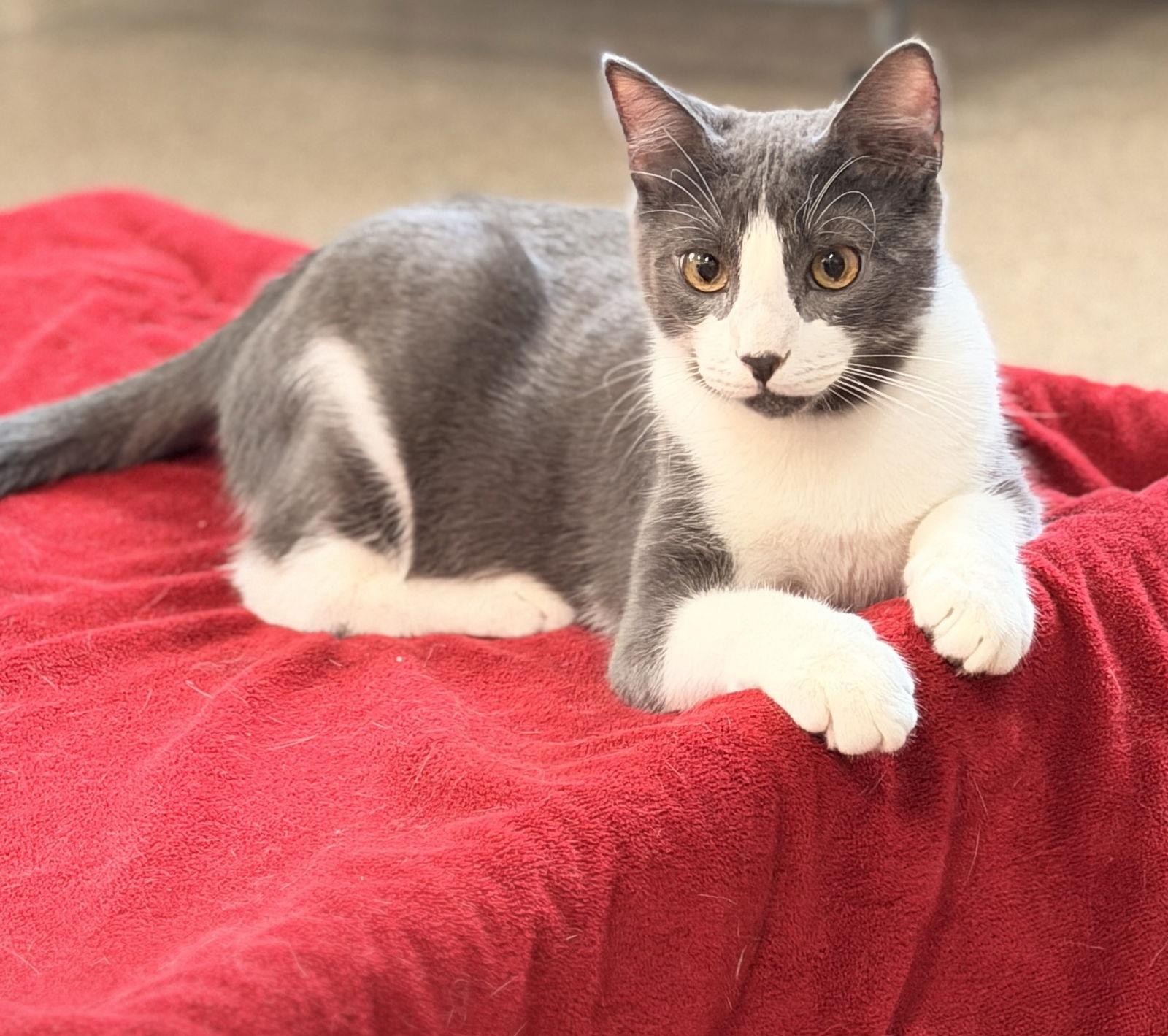 Enlarge Saltine, a Adoptable Domestic Short Hair image 3/3