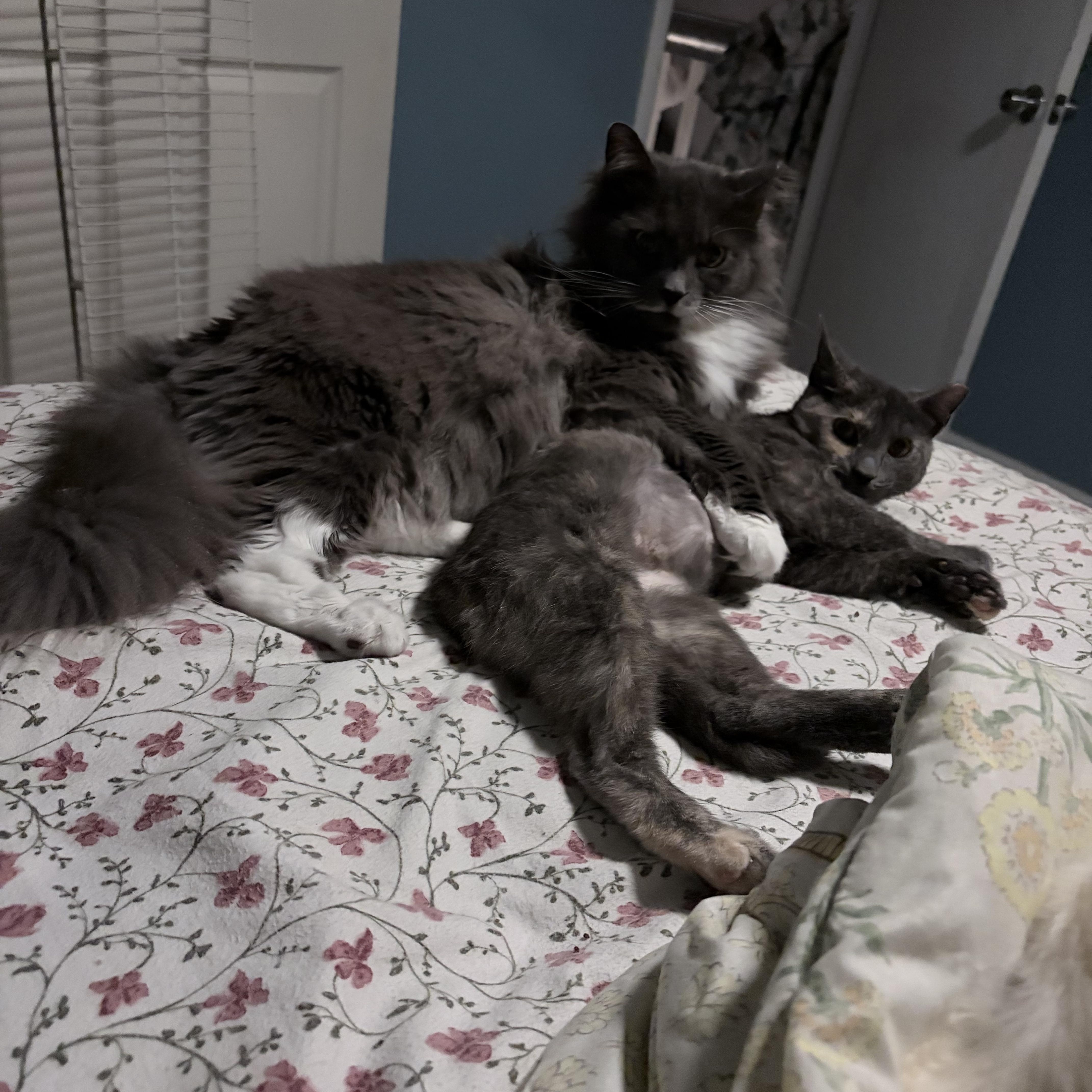 Stinkerbelle — thumbnail 2