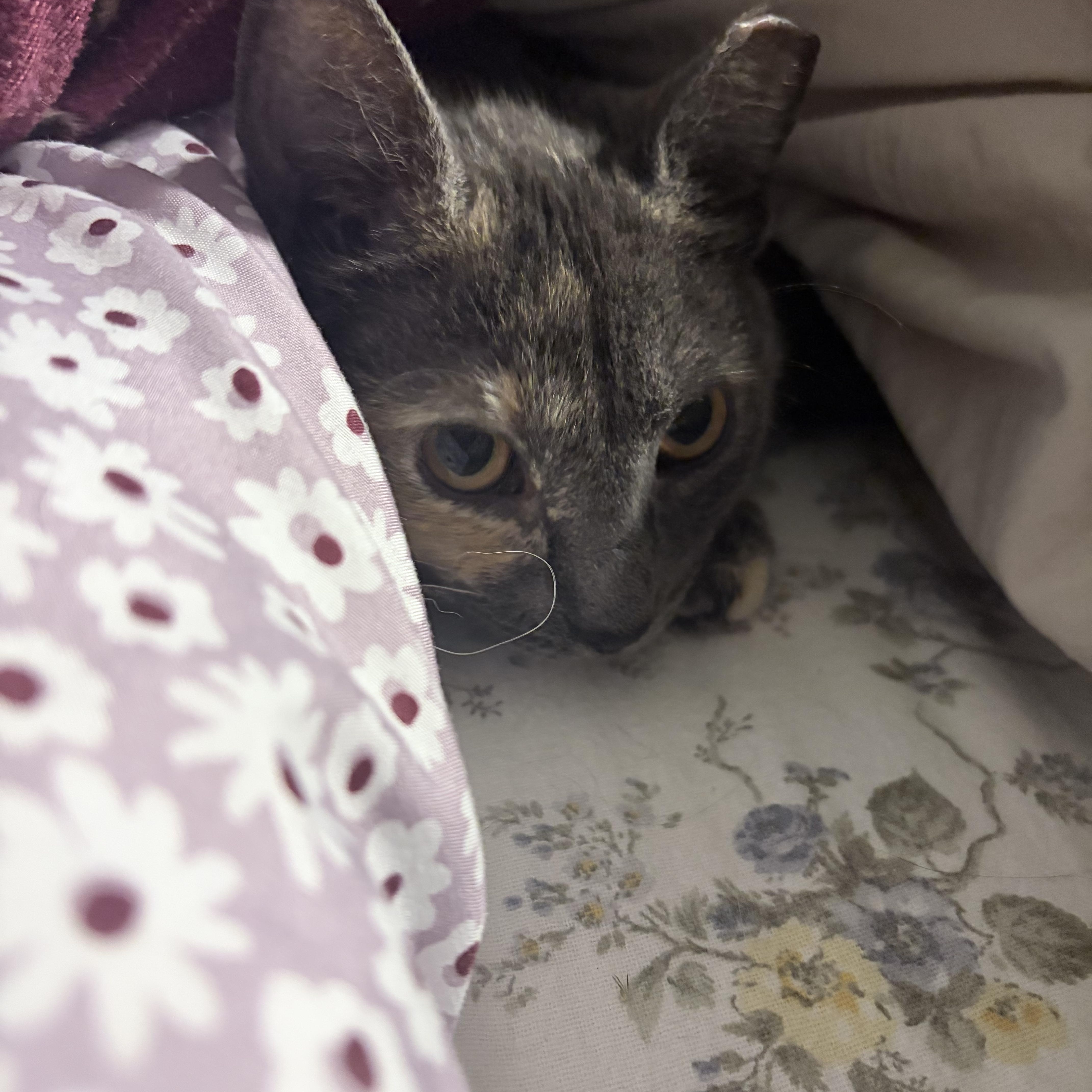 Stinkerbelle — thumbnail 3