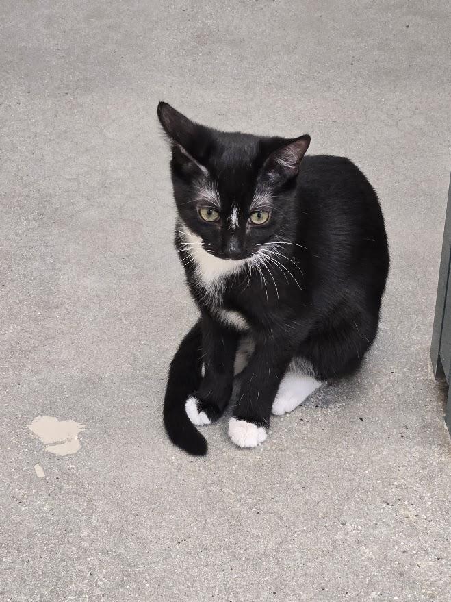 Enlarge Kim Chi, a Adoptable Tuxedo in New Rochelle, NY image 1/1