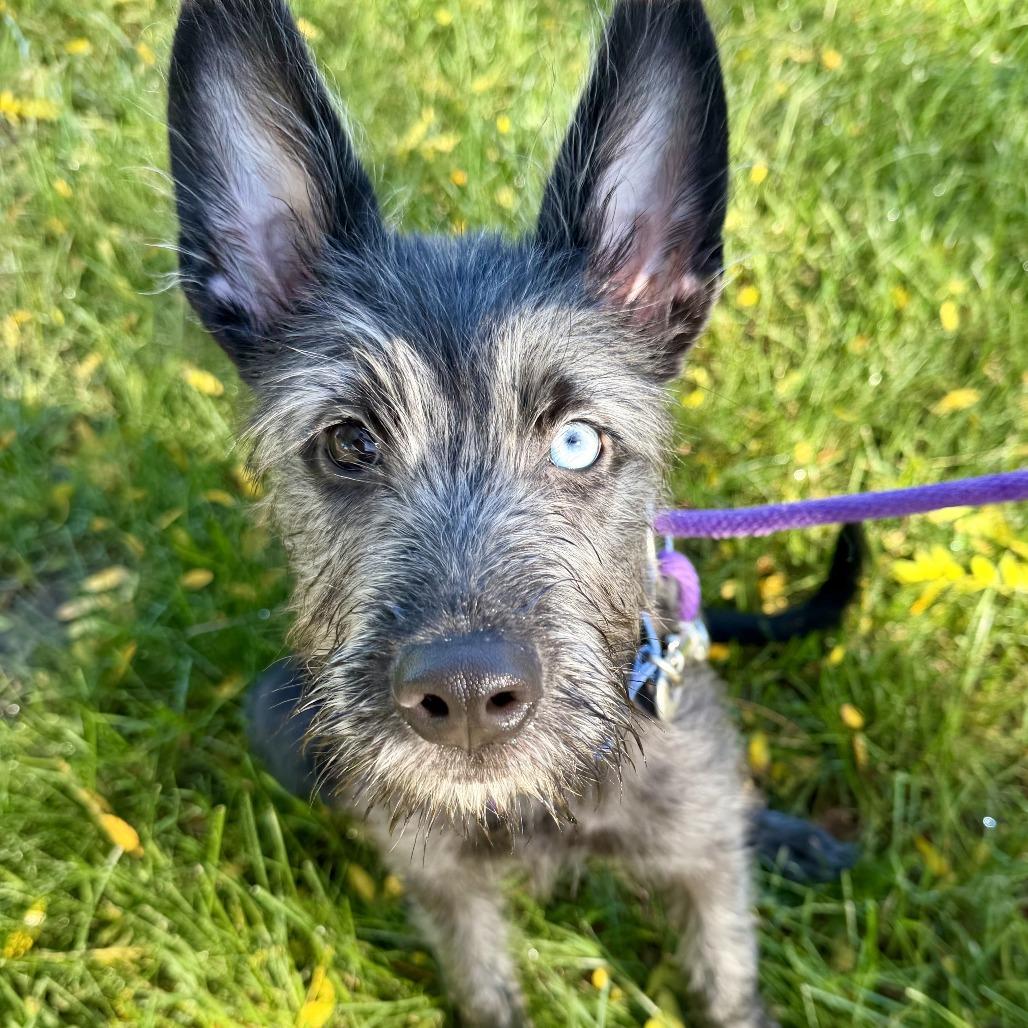 Jarvis, Adoptable, Puppy Male Wirehaired Terrier.