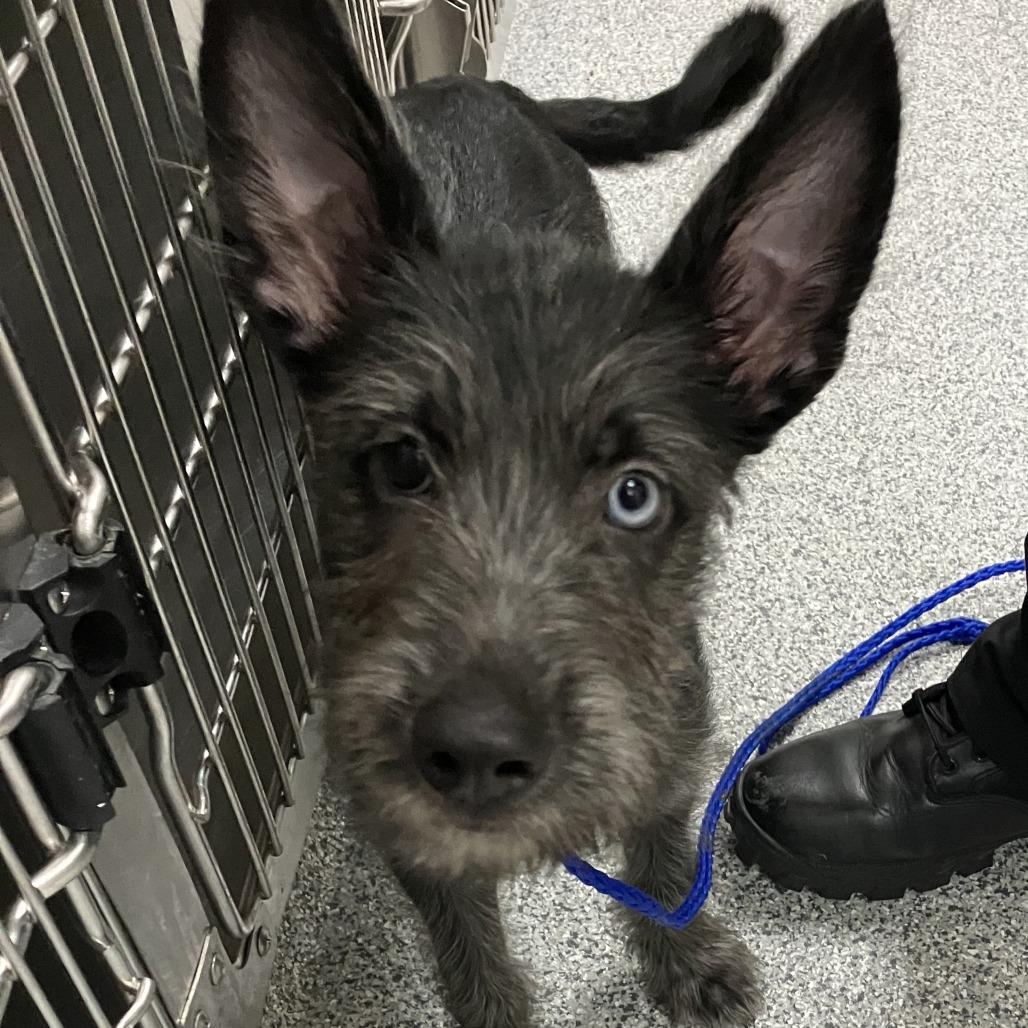Enlarge Jarvis, a Adoptable Wirehaired Terrier in Grand Rapids, MI image 2/3