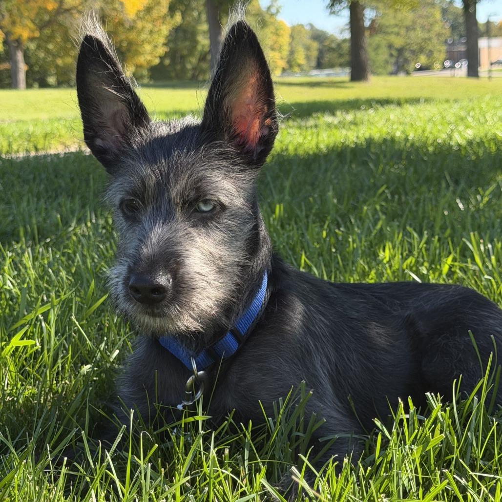 Enlarge Jarvis, a Adoptable Wirehaired Terrier in Grand Rapids, MI image 3/3