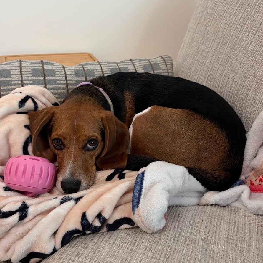 Enlarge Lucy, a Adoptable Beagle in Stoughton, MA image 3/6