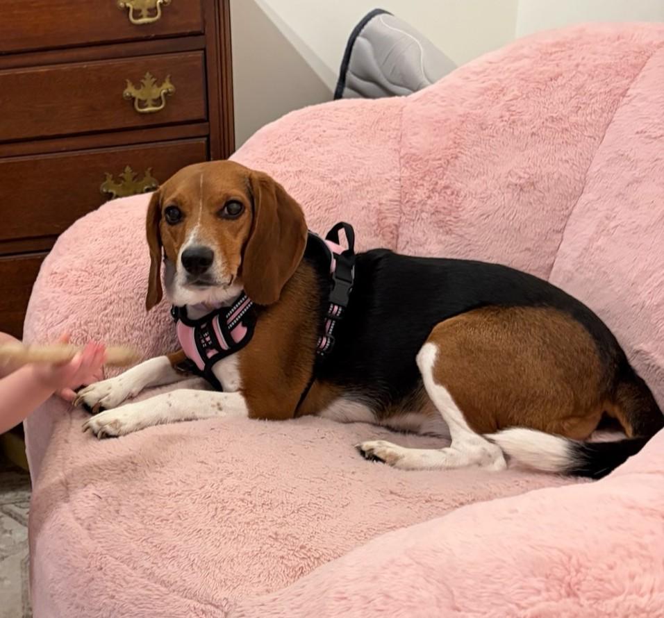 Enlarge Lucy, a Adoptable Beagle in Stoughton, MA image 1/6