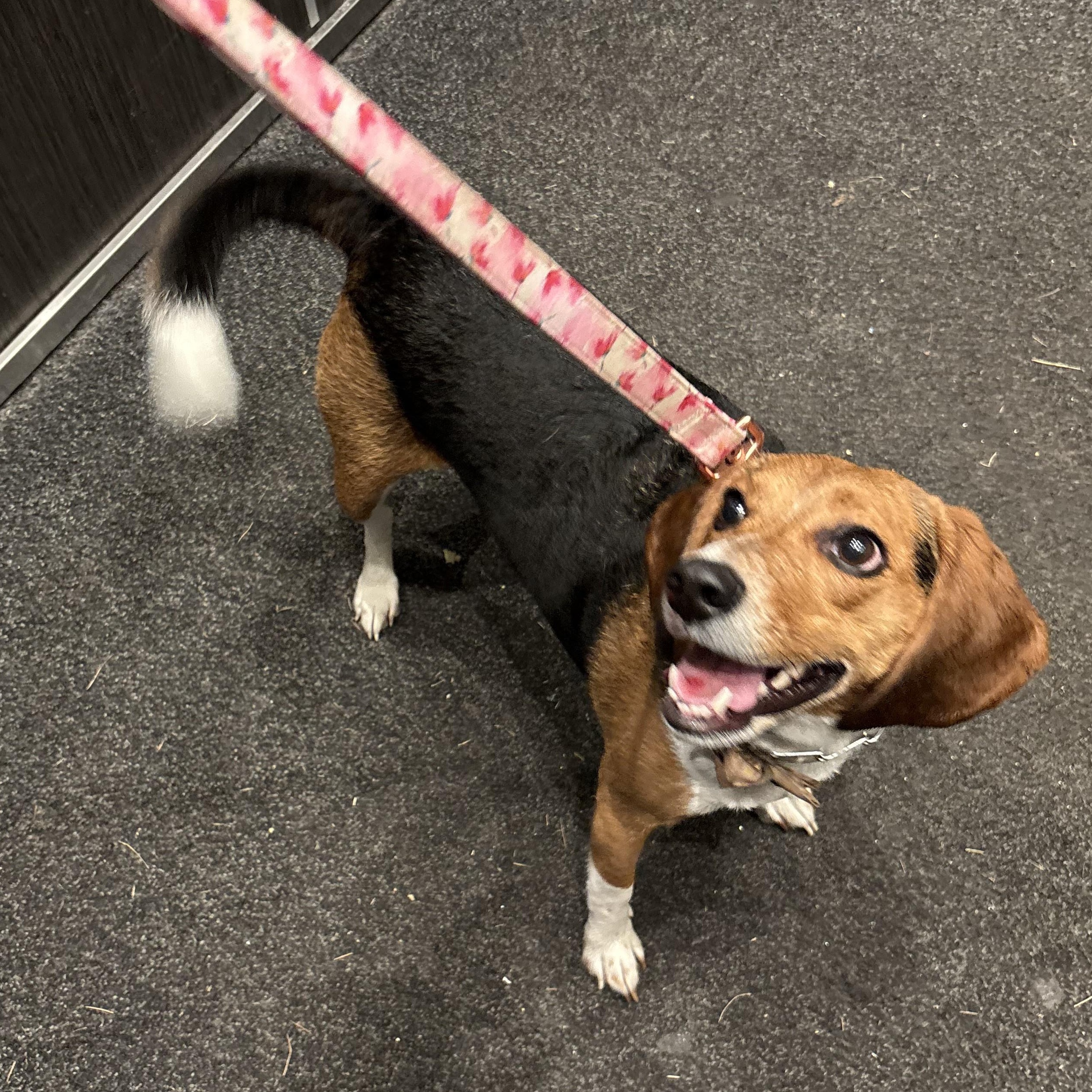 Enlarge Lucy, a Adoptable Beagle in Stoughton, MA image 2/6
