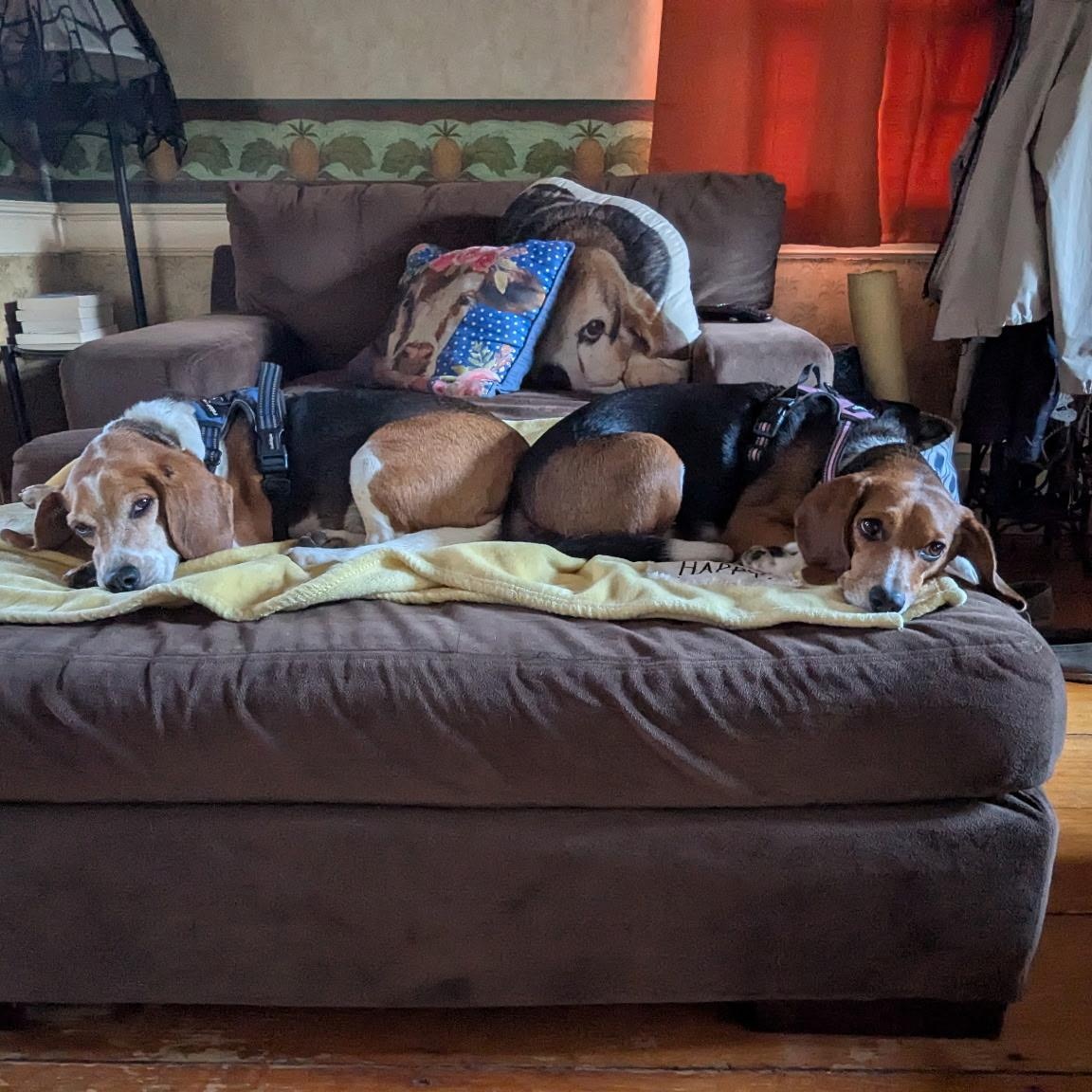 Enlarge Lucy, a Adoptable Beagle in Stoughton, MA image 5/6