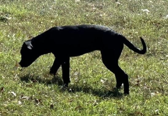 Carrie, a Adoptable Labrador Retriever in Munford, TN image 1/3