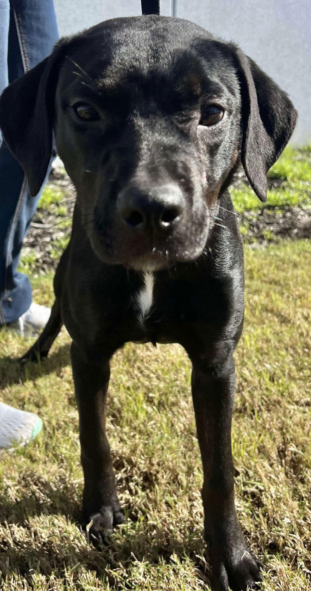 Carrie, a Adoptable Labrador Retriever in Munford, TN image 2/3