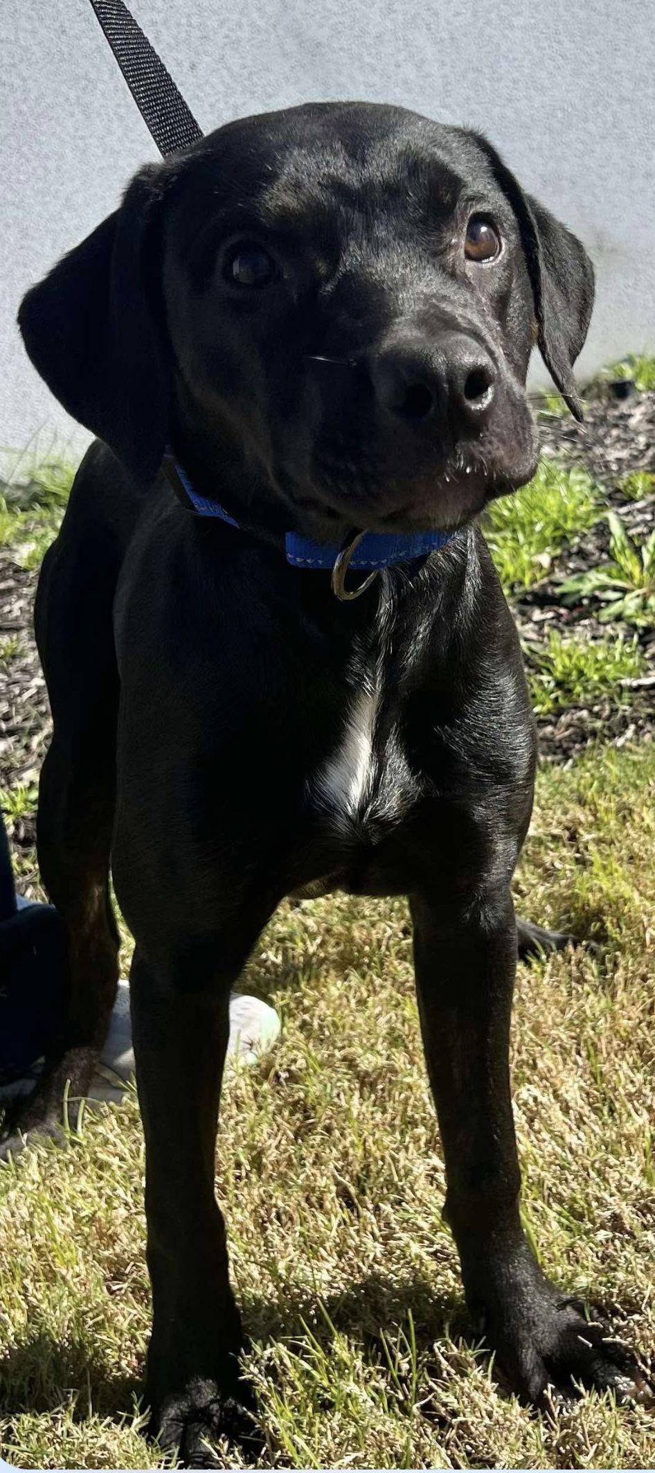Carrie, a Adoptable Labrador Retriever in Munford, TN image 3/3