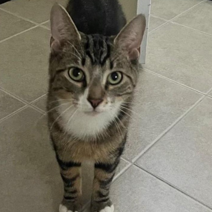 Scout , ADOPTABLE, Young Male Domestic Short Hair.