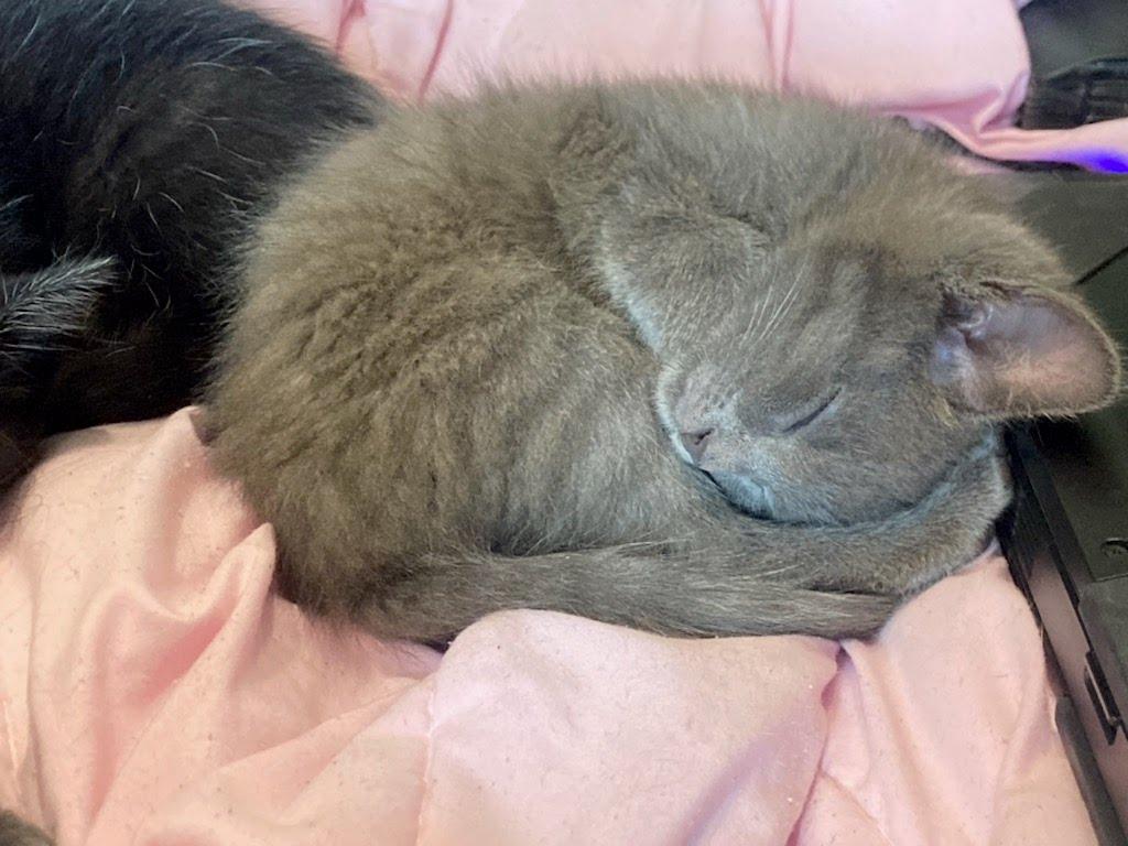 Lamont, Adoptable, Kitten Male Domestic Medium Hair.