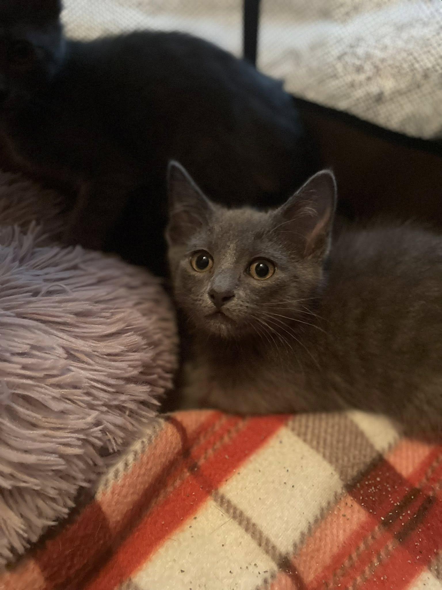 Lamont, Adoptable, Kitten Male Domestic Medium Hair.