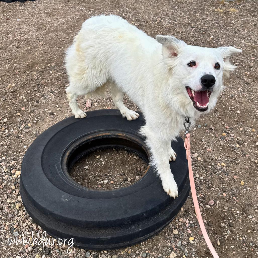 Enlarge Shelby, a Adoptable mixed breed in Cheyenne, WY image 2/3