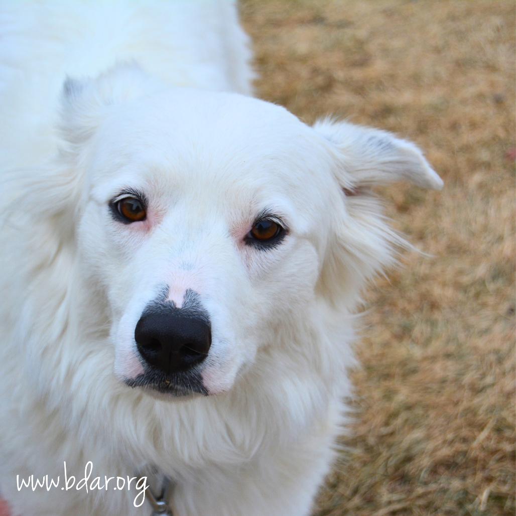 Enlarge Shelby, a Adoptable mixed breed in Cheyenne, WY image 3/3