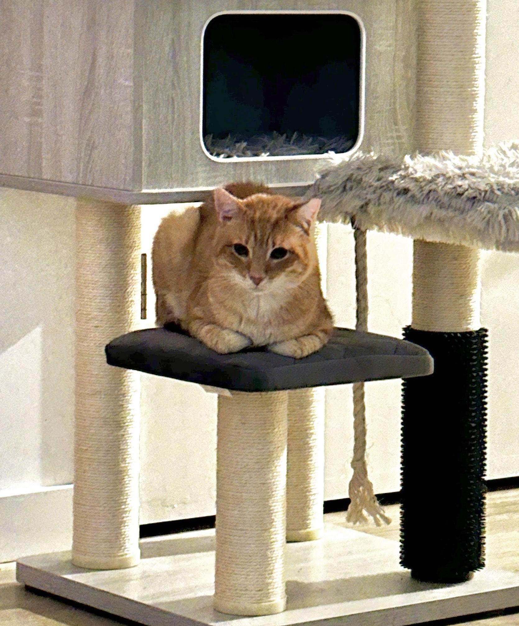 Goose, ADOPTABLE, Adult Male American Shorthair.