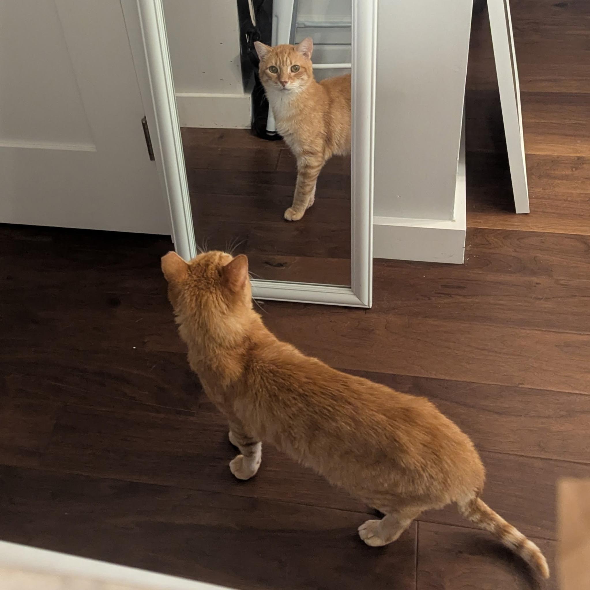 Enlarge Goose, a ADOPTABLE American Shorthair in Jersey City, NJ image 3/6