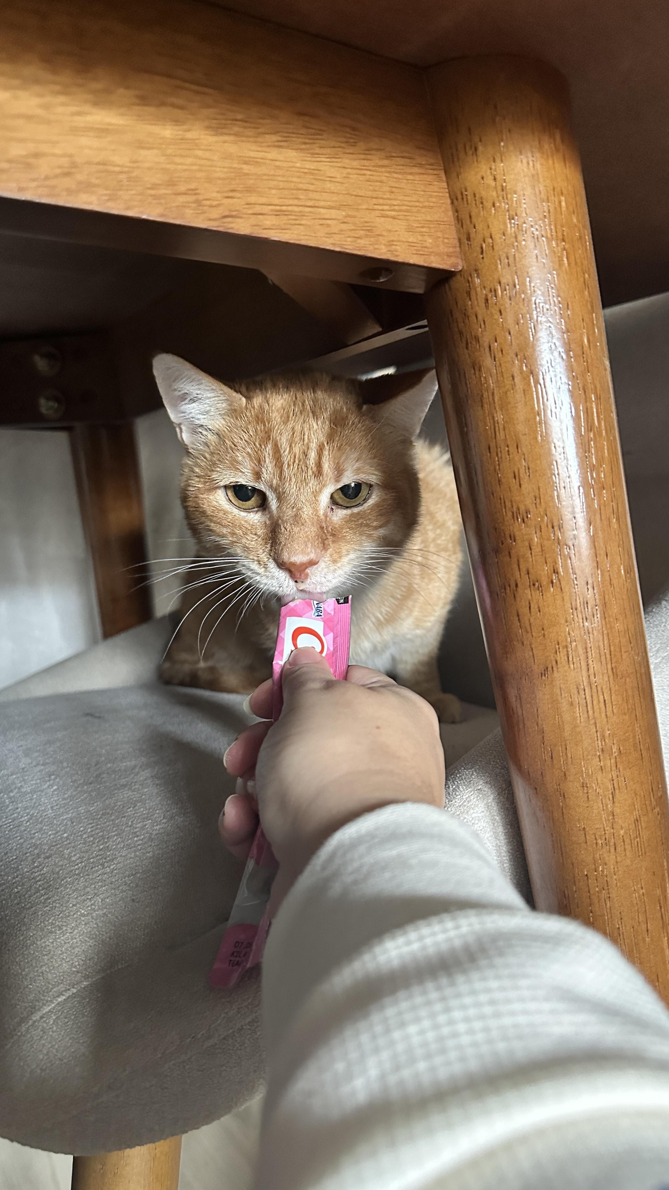 Enlarge Goose, a ADOPTABLE American Shorthair in Jersey City, NJ image 5/6