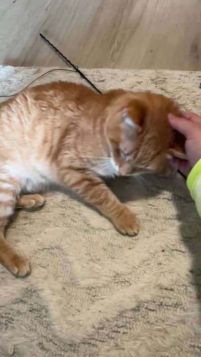 Enlarge Goose, a ADOPTABLE American Shorthair in Jersey City, NJ video 2/6