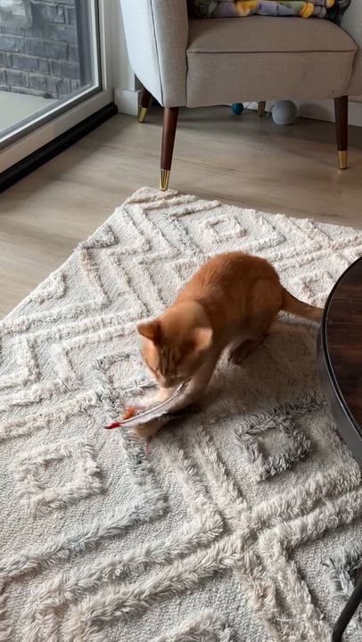 Enlarge Goose, a ADOPTABLE American Shorthair in Jersey City, NJ video 6/6