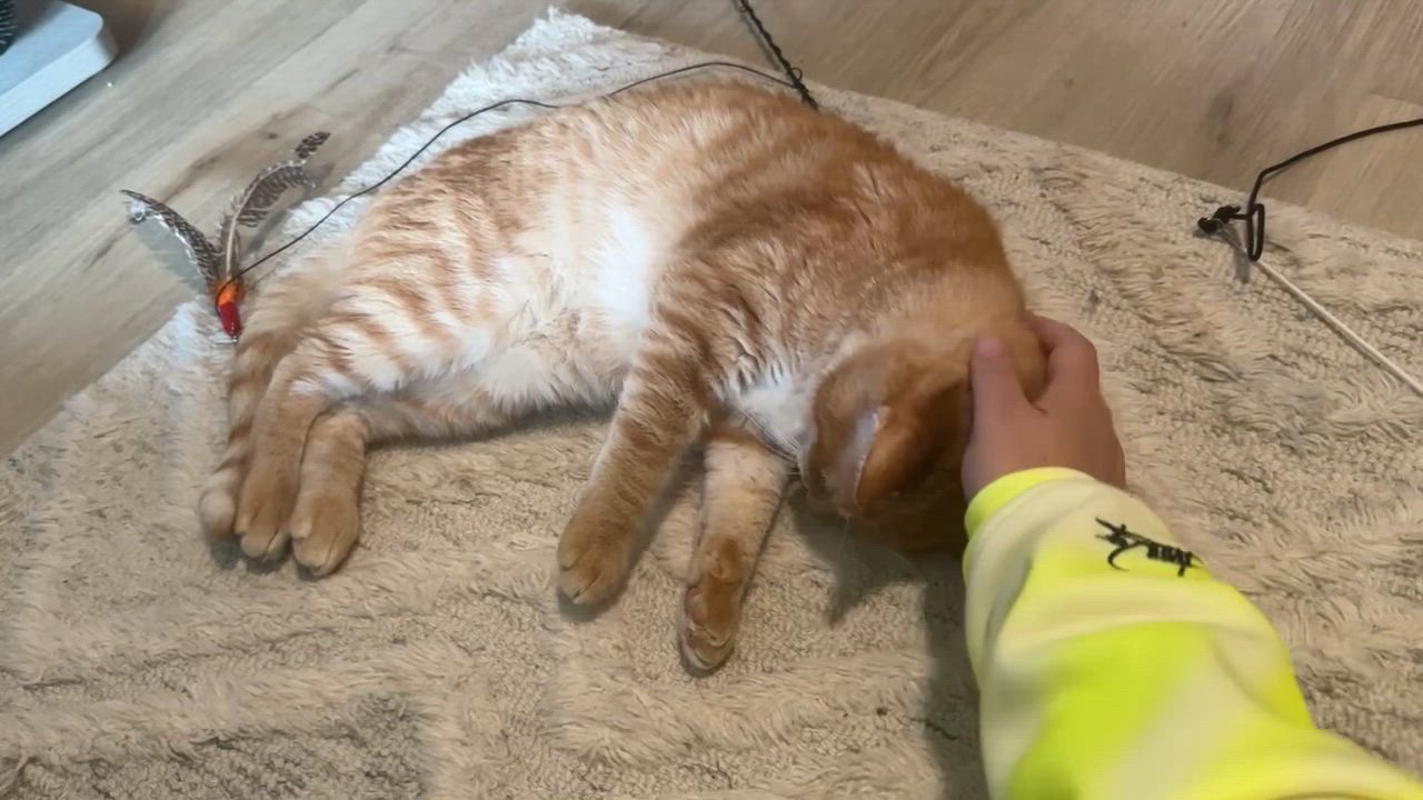 Enlarge Goose, a ADOPTABLE American Shorthair in Jersey City, NJ video 4/6