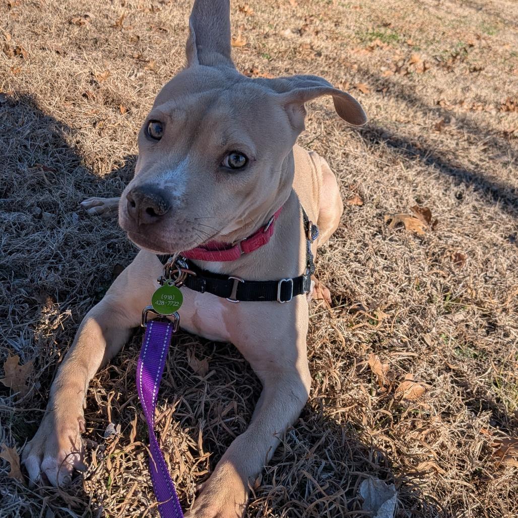 Xena, a Adoptable Mixed Breed in Tulsa, OK image 2/6
