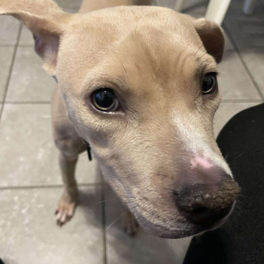 Xena, a Adoptable Mixed Breed in Tulsa, OK image 3/6