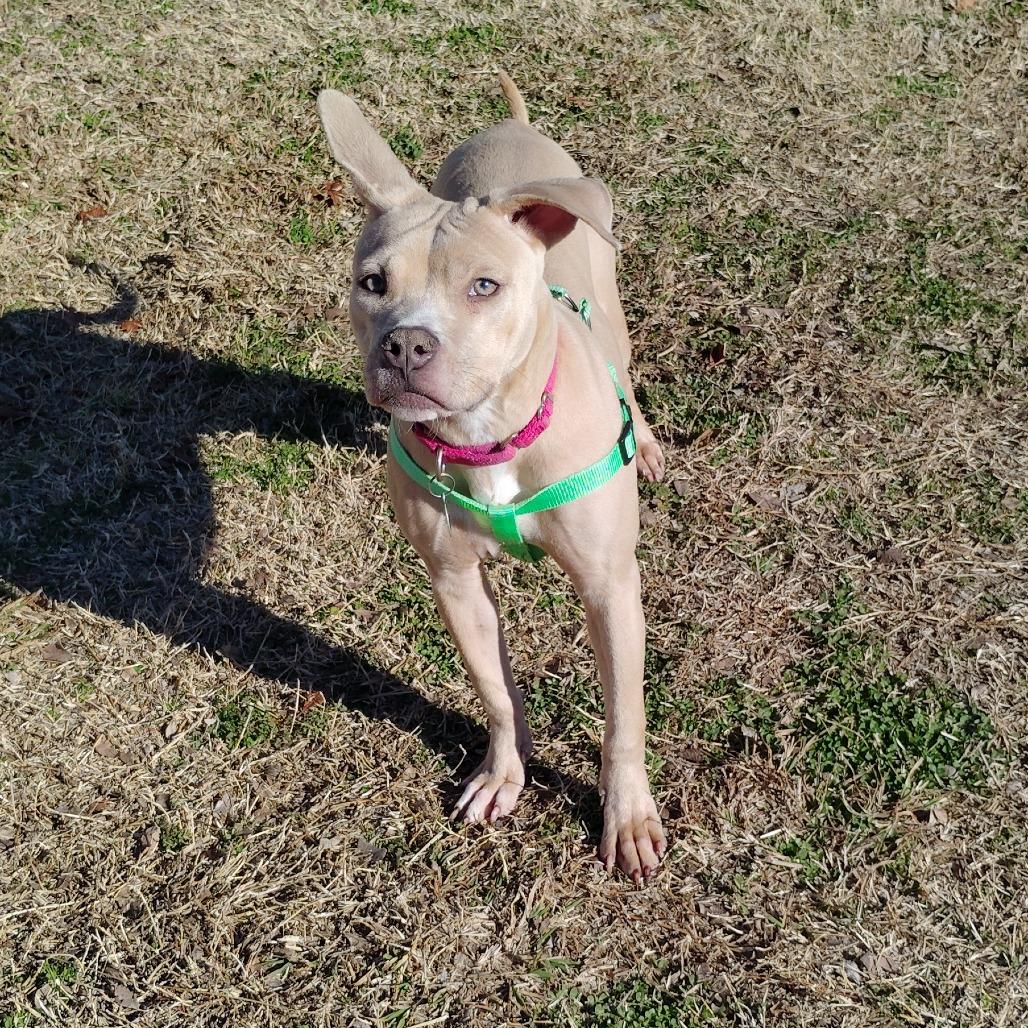 Xena, a Adoptable Mixed Breed in Tulsa, OK image 4/6