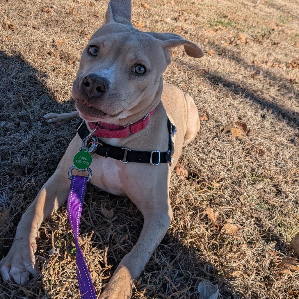 Xena, a Adoptable Mixed Breed in Tulsa, OK image 5/6