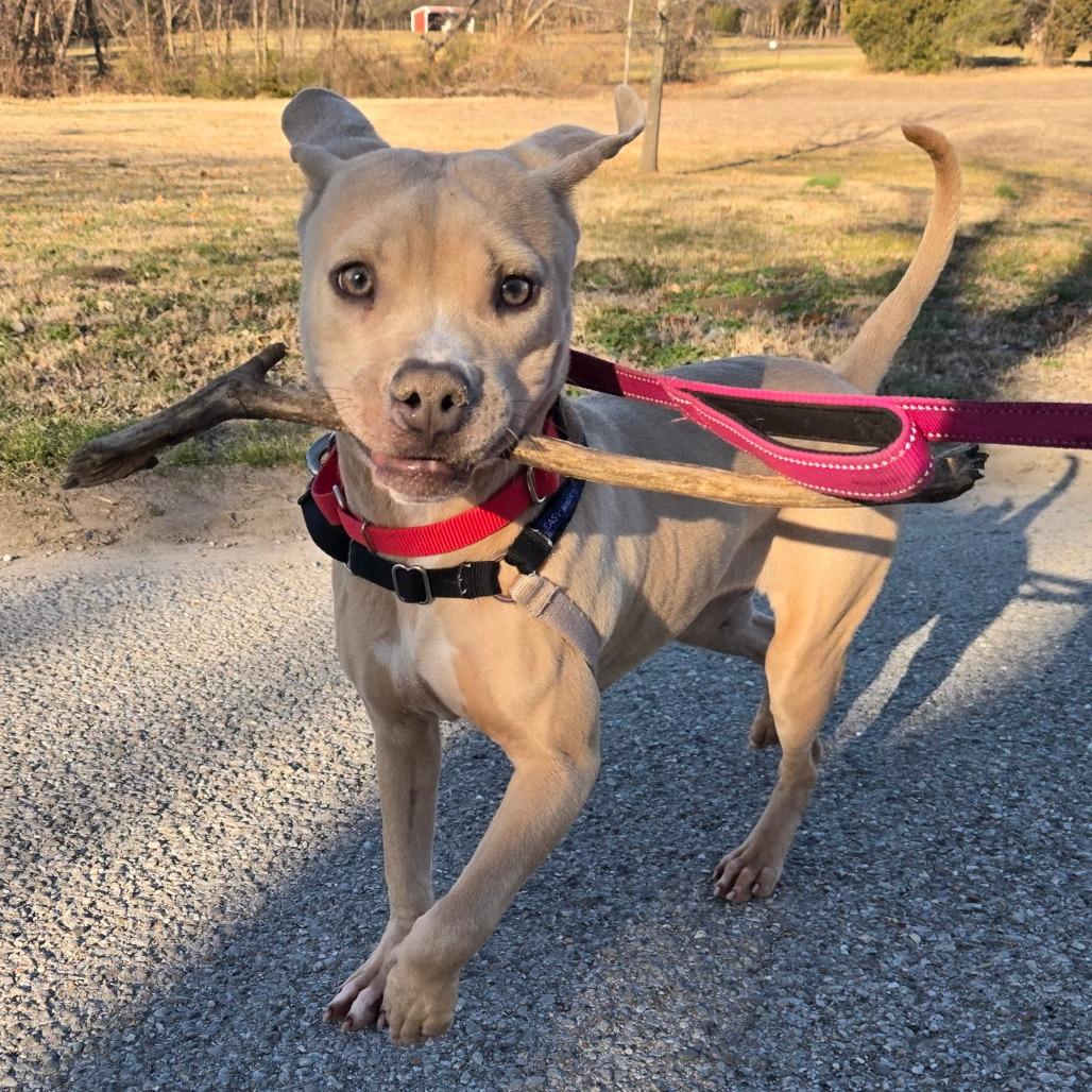 Xena, a Adoptable Mixed Breed in Tulsa, OK image 6/6