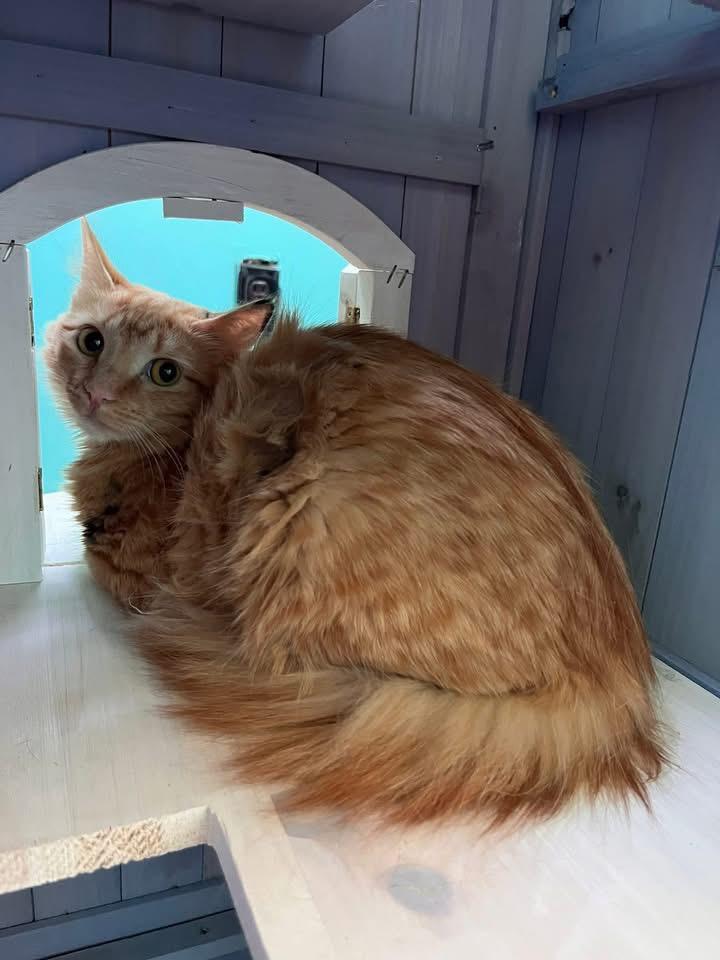 Enlarge Flora, a ADOPTABLE Domestic Long Hair in Maryville, TN image 2/3