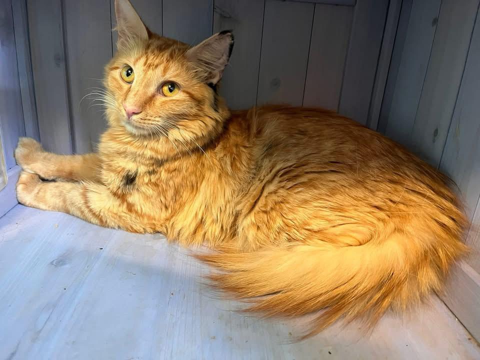 Flora, ADOPTABLE, Adult Female Domestic Long Hair.